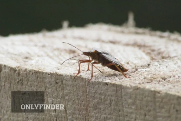 Dealing with Roaches in Apartment Living: A Tenant’s Guide Dealing with Roaches in Apartment - Effective Tenant Strategies for Roach Control